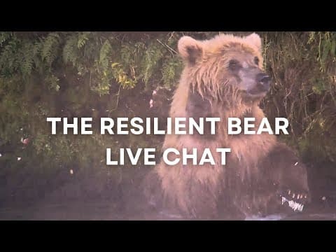 The Resilient Bear | Brooks Live Chat