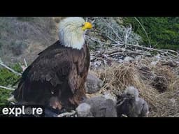 An Earthquake Scares a Bald Eagle