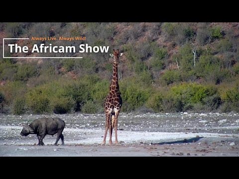Winter in the Wild | The Africam Show | July 9