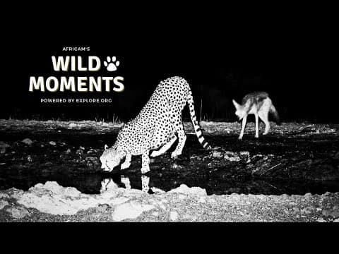 Cheetah, Hyena & Eagle | Wild Moments | September 4