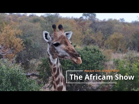 Giraffe & Hippos | The Africam Show | April 16