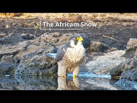 Birds & Zebras | The Africam Show | June 10
