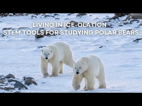Living in Ice-olation - STEM Tools for Studying Polar Bears | Tundra Connections