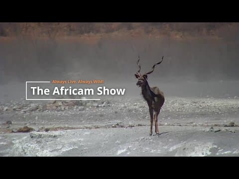 Antelope & Elephants | The Africam Show | October 8