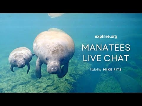 Manatees Live Chat | Explore Live Events