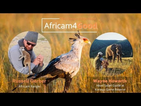 Secretary Birds | Africam4Good