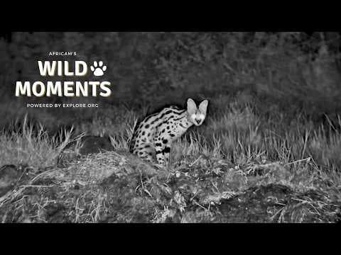 Serval, Elephant and Giraffe: Best Highlights of the Week (April 30) | Wild Moments
