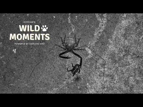 Creepy Crawlies & Critters | Wild Moments | February 26