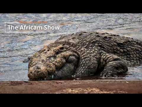 LIVE Virtual Safari Q&A (June 30): Crocodiles & Elephants | The Africam Show