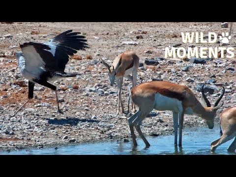 Birds & Hyenas | Wild Moments | September 26