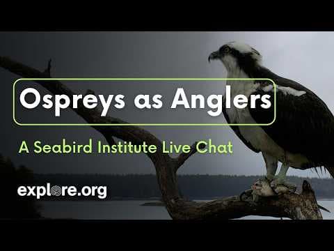 Ospreys as Anglers: an Audubon Seabird Institute Live Chat