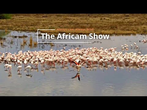 Crocodiles & Flamingos | The Africam Show