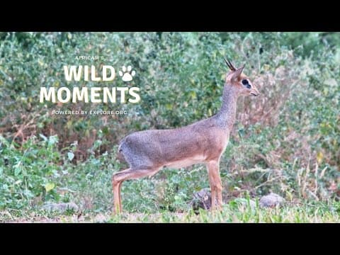 Cheeky Hyena And Shy Antelope | Wild Moments | August 15