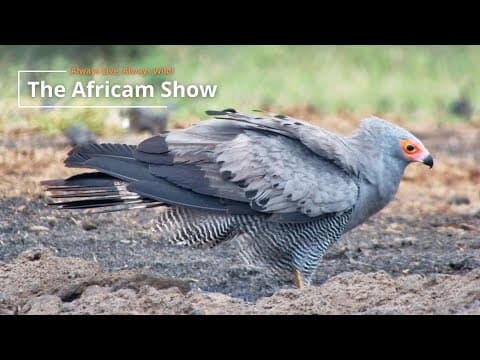 Birds At The Waterholes | The Africam Show | April 8