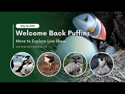 Welcome Back Puffins | More to Explore Live Show