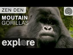 Zen Den - Mountain Gorillas