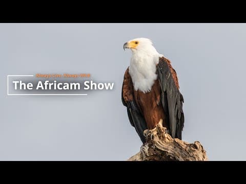 Elephants, Giraffes and More | The Africam Show