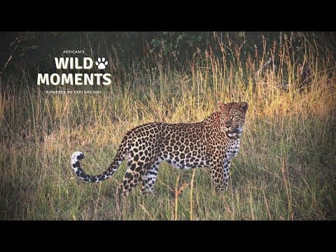 Wild Moments | 12.8.22