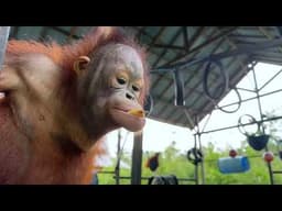 The Orangutan Nursery | Orangutan Foundation International