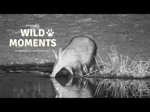 Aardvarks, Bats & Jackals | Wild Moments