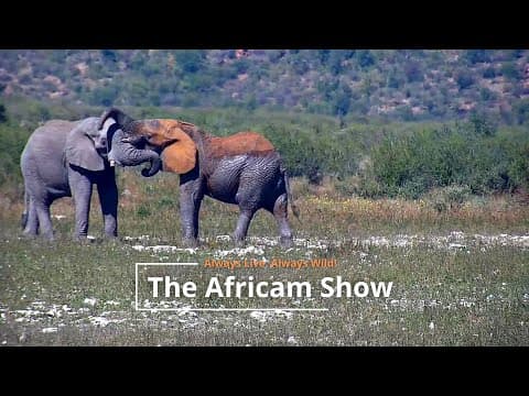 Elephants, Crocodiles & Birds | The Africam Show