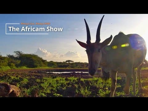 Green Season In The Bush | The Africam Show | January 13