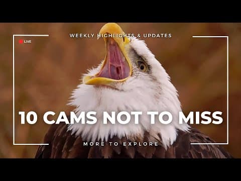 10 Cams Not to Miss | More to Explore