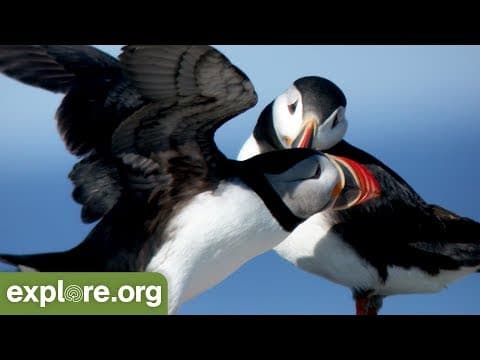 2019 Puffin Season with Keenan Yakola - Live Chat