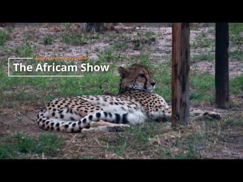 Cheetah Gets Ready For Birth | The Africam Show | April 29