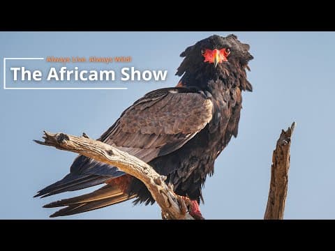 The Africam Show | August 17th