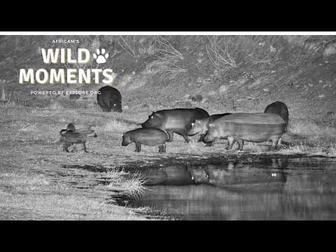 Hyena, Lion & Crocodile | Wild Moments | July 10