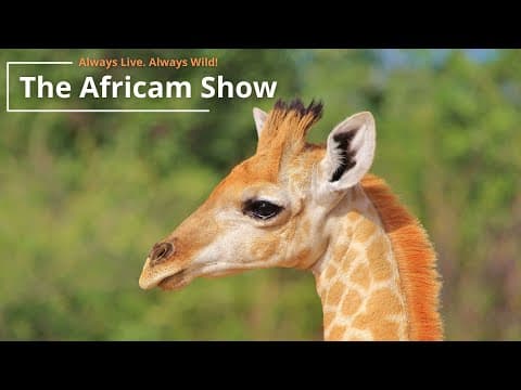 The Africam Show | 9.27.22
