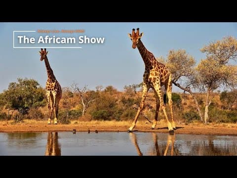 Tall and Small Animals | The Africam Show | September 16