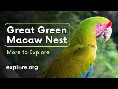 Great Green Macaw Nest | More to Explore Live Show