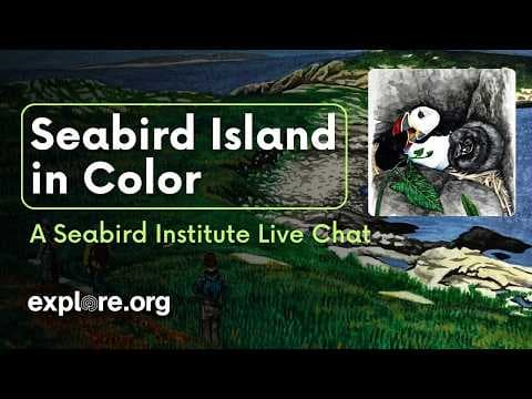 Seabird Islands in Color: Coco Faber's illustrations in the book, Atlas of Kinship