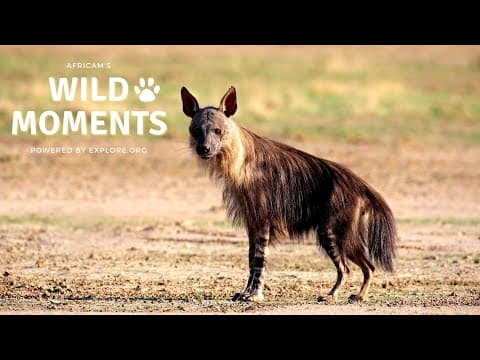 Wild Moments Show 5.12.22
