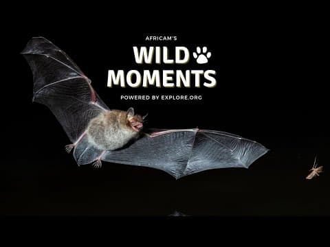 The Best of Nocturnal Animals | Wild Moments