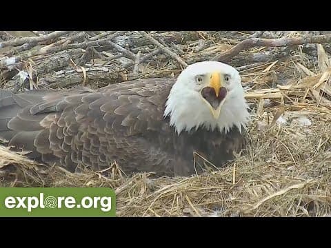 Bald Eagle Week Live Chat