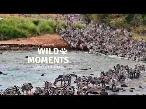 Zebras, Crocodiles and Hippos!: Best Highlights of the Week (June 25) | Wild Moments