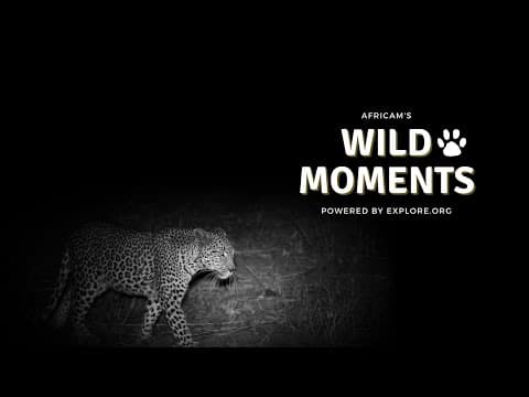 Wild Moments | 11.3.22