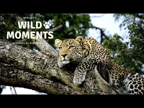Wild Moments Show 4.28.22 Extreme Up Close of Hyena, Baby Elephant, Lions Stalking Elephant and more