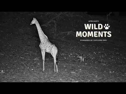 Lion, Zebra & Baboons | Wild Moments | September 25