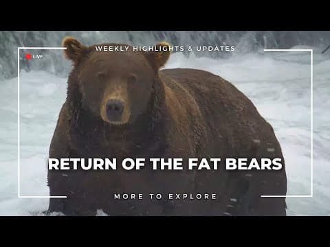 Return of the Fat Bears  | More to Explore