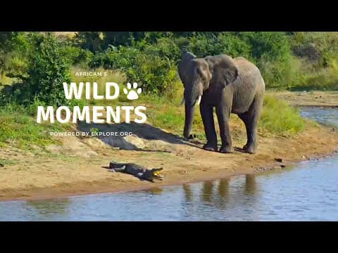 Elephants vs Crocodile & Ezulwini The Elephant | Wild Moments