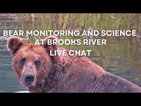 Bear Monitoring and Science at Brooks River | Brooks Live Chat
