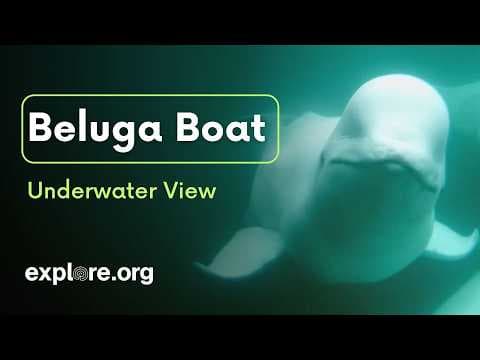 LIVE Beluga Boat Cam: Underwater View – July 27 | explore.org