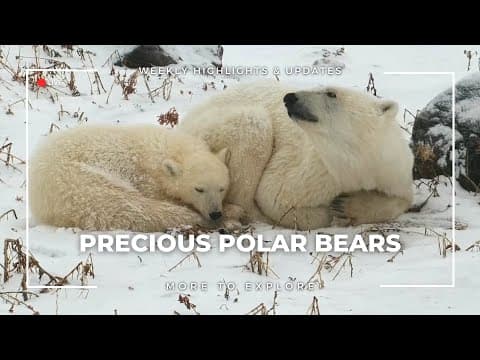 Precious Polar Bears | More to Explore