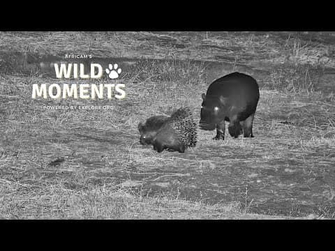 Hippos, Mongoose & Elephant | Wild Moments | June 26