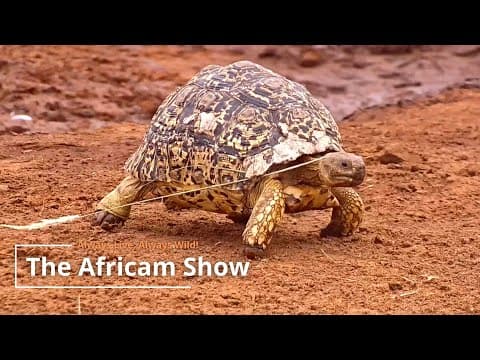 Raptors & Reptiles | The Africam Show | February 27
