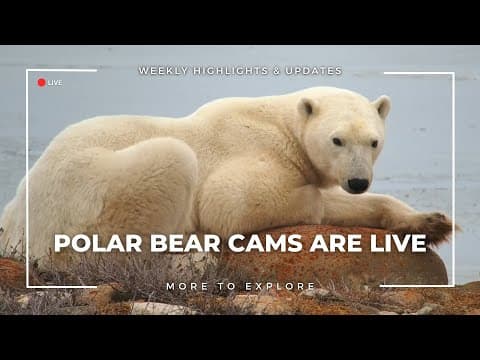 Polar Bear Cams are Live | More to Explore